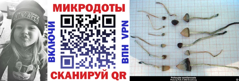 Купить  Карабаново  Галлюциногенные грибы Psilocybine cubensis 